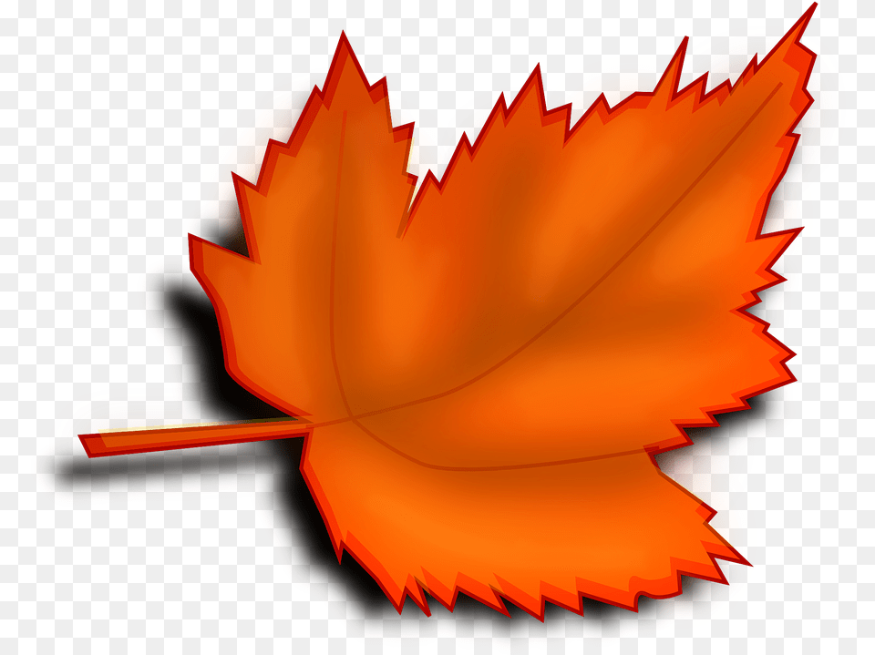 Maple Autumn Fall Leaf Orange Shades Maple Leaf, Plant, Tree, Maple Leaf Free Png