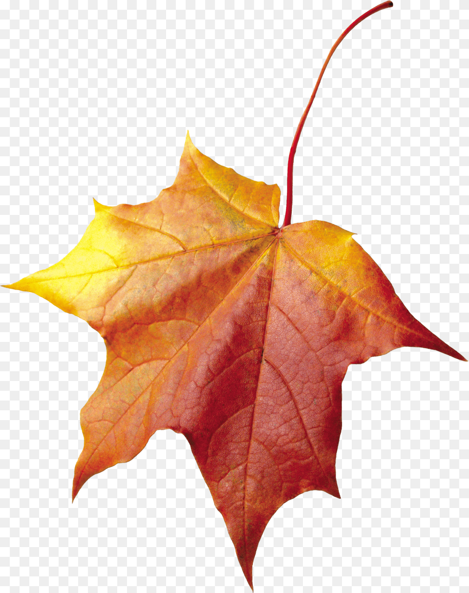 Maple Autumn Leaf Image Osennie Listya Dlya Fotoshopa, Plant, Tree, Maple Leaf, Cross Free Png Download