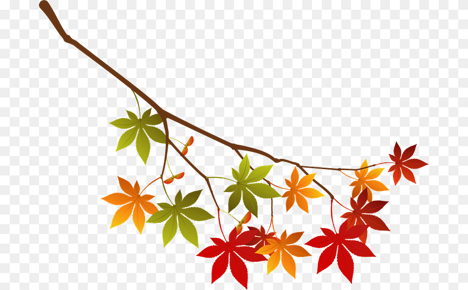 Maple Autumn Leaves Branch Clipart, Leaf, Plant, Tree, Bow Png