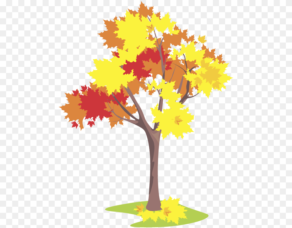 Maple Flashcard, Leaf, Plant, Tree, Art Free Transparent Png