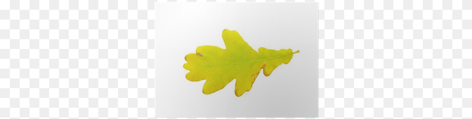 Maple Leaf, Plant, Tree Png Image