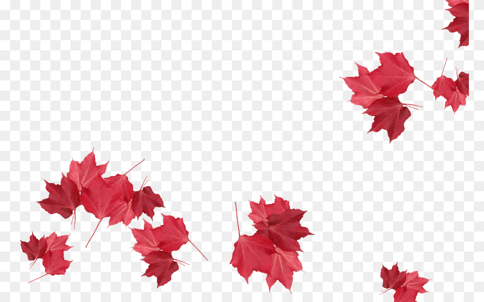 Maple Leaf, Flower, Petal, Plant, Tree Png