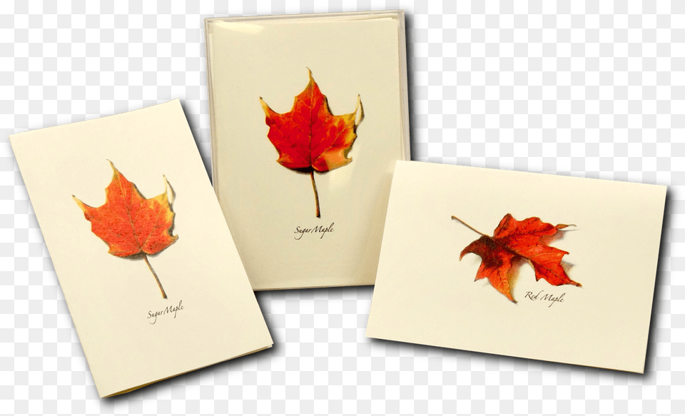 Maple Leaf, Plant, Tree, Maple Leaf Free Png