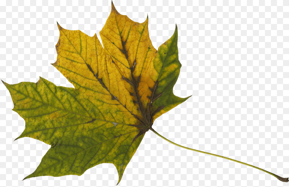 Maple Leaf, Plant, Tree, Maple Leaf Free Png Download