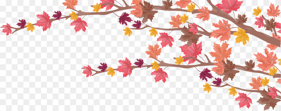 Maple Leaf, Plant, Tree Free Png Download