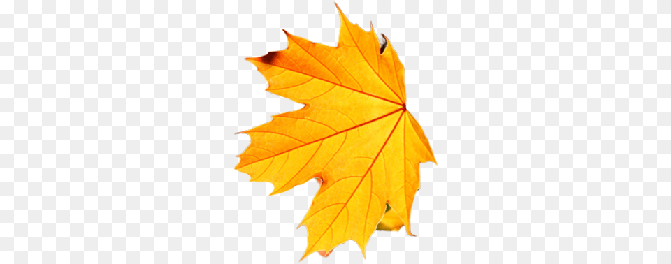 Maple Leaf, Plant, Tree, Maple Leaf Png Image