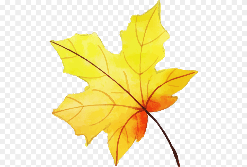 Maple Leaf, Maple Leaf, Plant, Tree Free Png