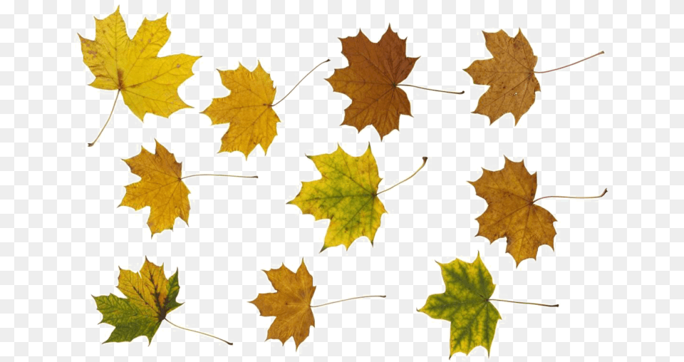 Maple Leaf, Oak, Plant, Sycamore, Tree Free Png