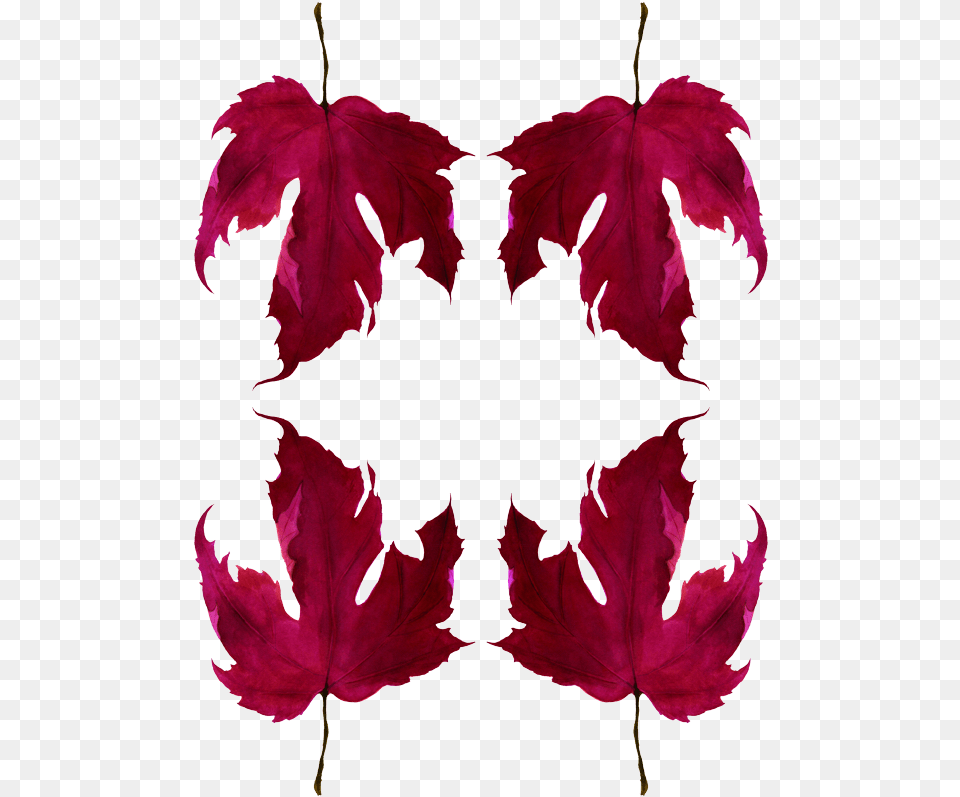 Maple Leaf, Plant, Tree, Maple Leaf Free Png