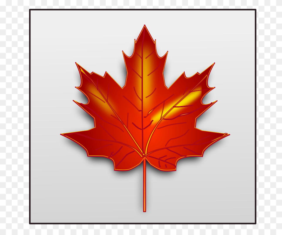 Maple Leaf, Maple Leaf, Plant, Tree, Dynamite Free Png Download