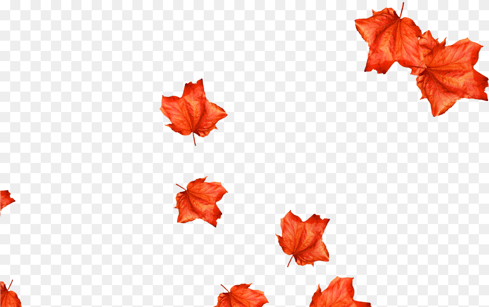 Maple Leaf, Plant, Tree, Flower Png Image
