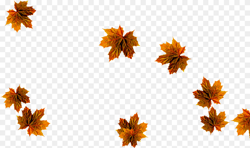 Maple Leaf, Plant, Tree, Maple Leaf Free Png Download