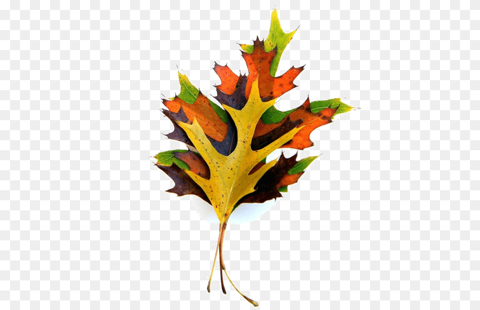 Maple Leaf, Plant, Tree, Maple Leaf Free Png Download