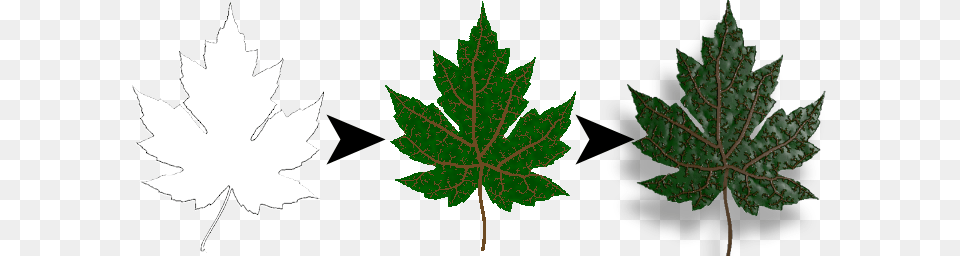 Maple Leaf, Plant, Tree, Maple Leaf Png Image