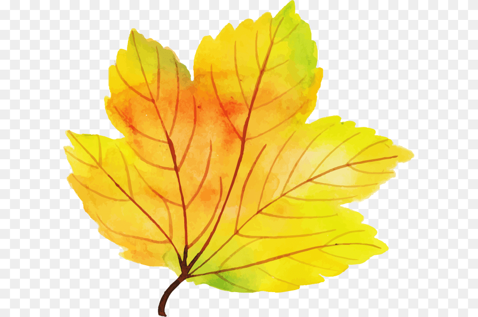 Maple Leaf, Plant, Tree, Maple Leaf, Flower Free Png
