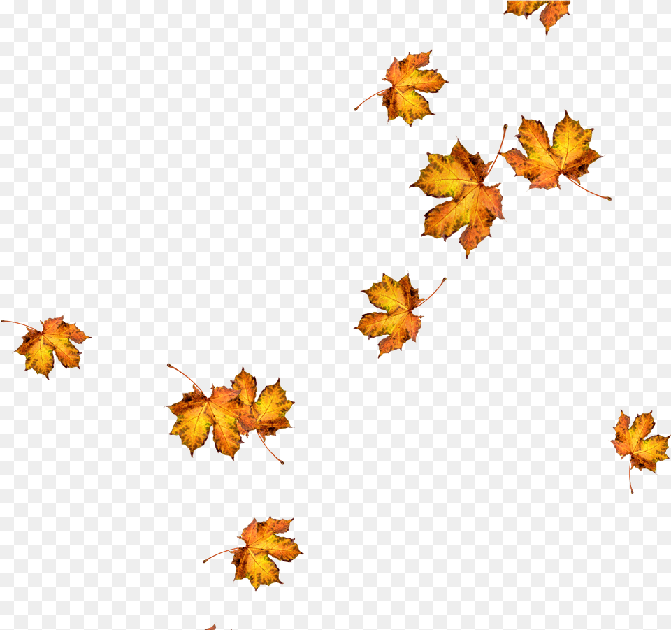 Maple Leaf, Plant, Tree, Maple Leaf Png