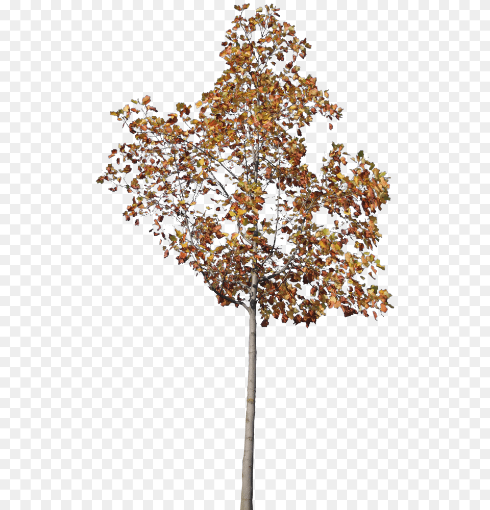 Maple Leaf, Plant, Tree, Oak, Sycamore Free Transparent Png