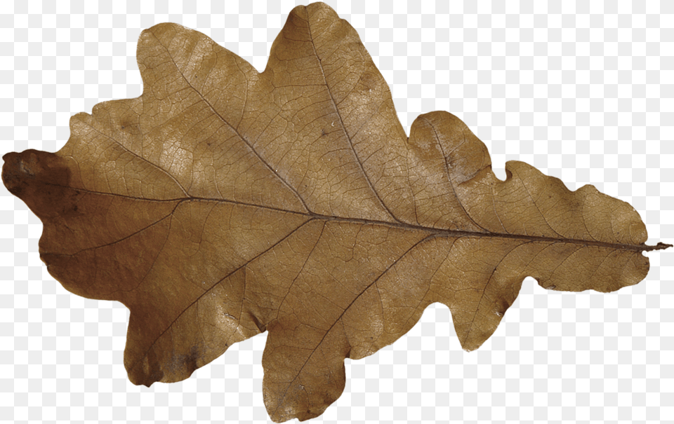 Maple Leaf, Plant, Tree, Oak Free Transparent Png