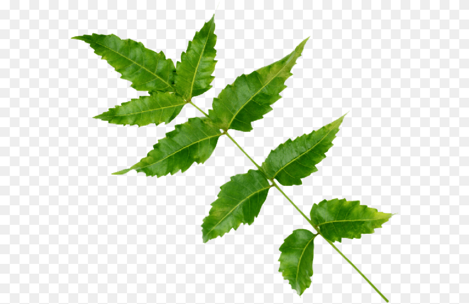 Maple Leaf, Plant, Tree Png Image