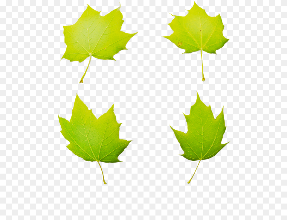 Maple Leaf, Plant, Tree, Oak, Sycamore Free Png Download