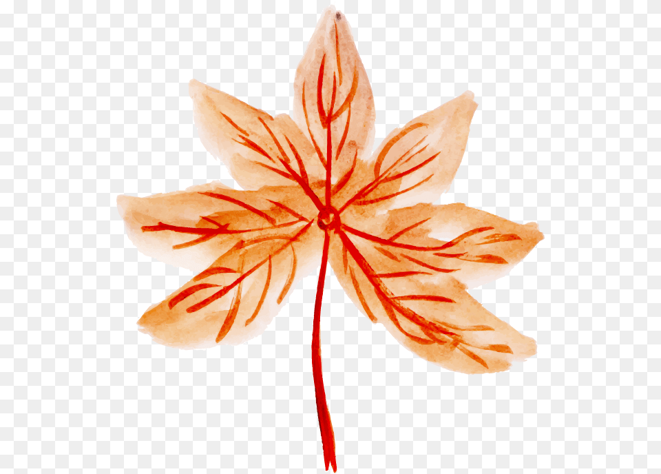 Maple Leaf, Plant, Tree, Maple Leaf, Flower Png