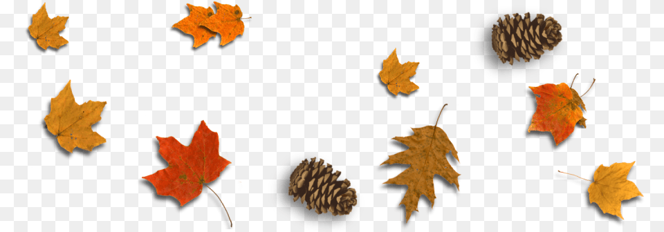 Maple Leaf, Plant, Tree, Maple Leaf Free Png Download