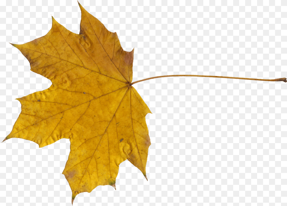 Maple Leaf, Plant, Tree, Maple Leaf Free Png