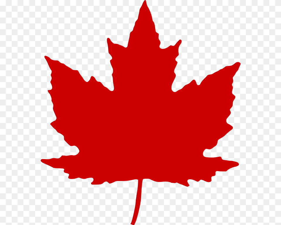 Maple Leaf, Maple Leaf, Plant, Tree, Person Free Png Download
