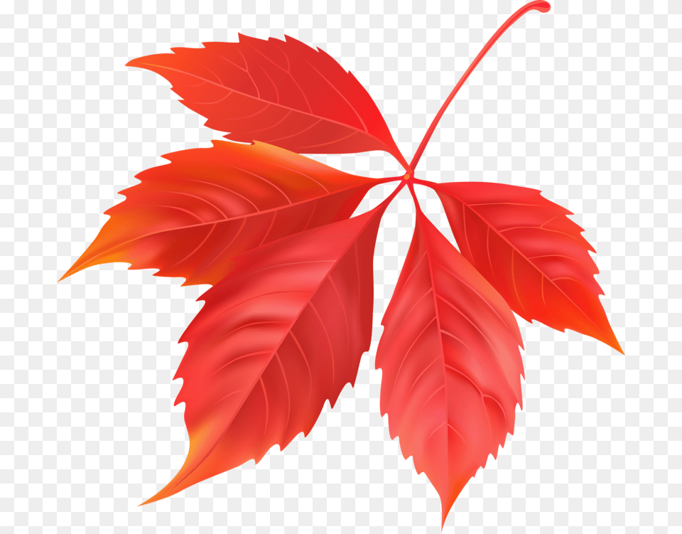 Maple Leaf, Plant, Tree, Maple Leaf Free Png Download