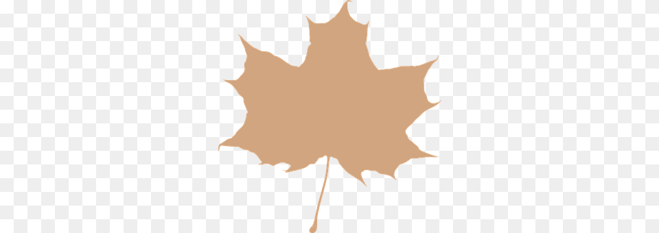 Maple Leaf Plant, Maple Leaf, Person, Tree Free Png Download