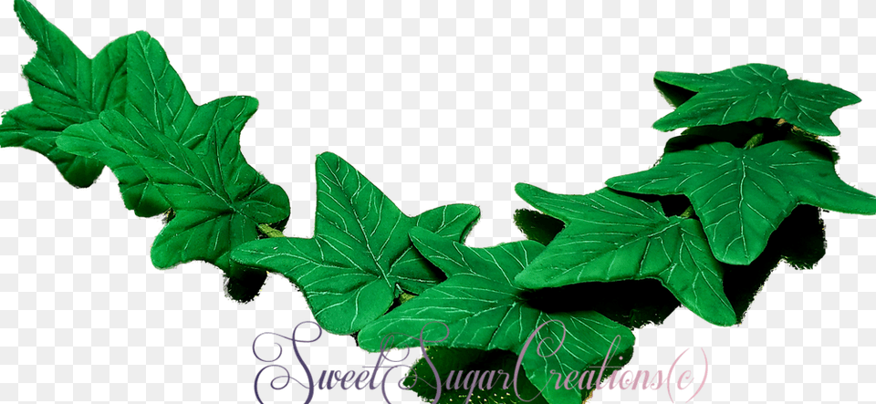 Maple Leaf, Plant, Ivy, Green, Vine Free Png Download