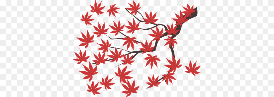 Maple Leaf Plant, Tree, Pattern Png