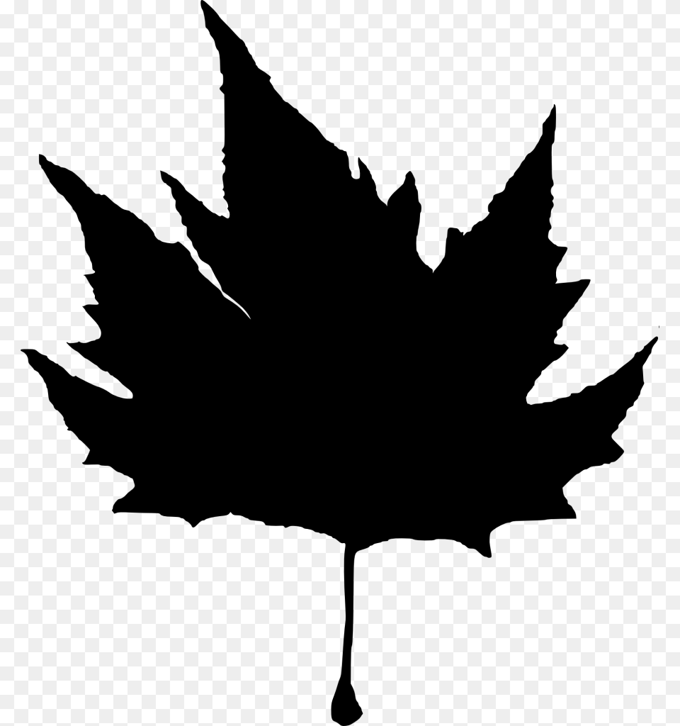 Maple Leaf, Gray Png