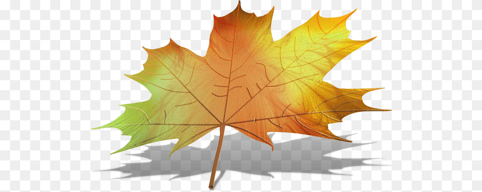 Maple Leaf, Plant, Tree, Maple Leaf, Person Free Png