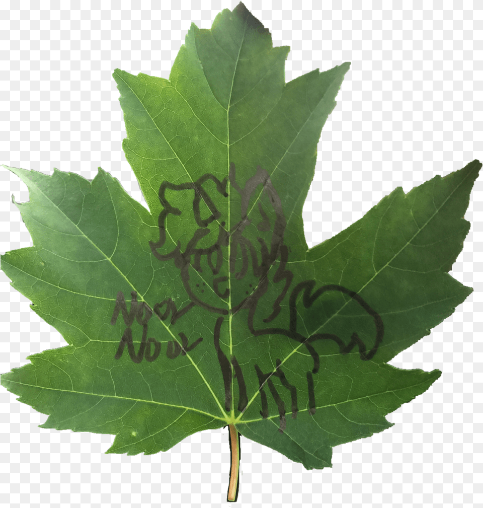 Maple Leaf, Plant, Tree, Maple Leaf Free Png