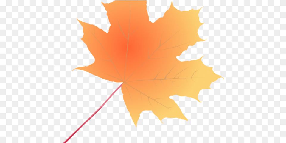 Maple Leaf, Maple Leaf, Plant, Tree, Person Free Transparent Png