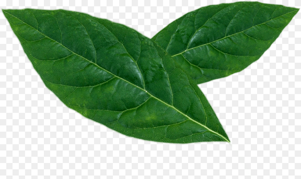 Maple Leaf, Plant, Tree Free Png