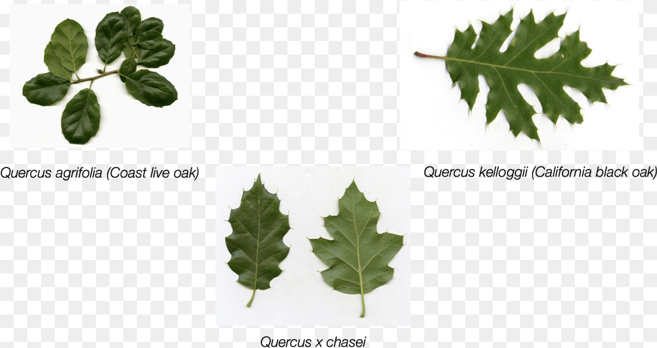 Maple Leaf, Plant, Tree Png Image