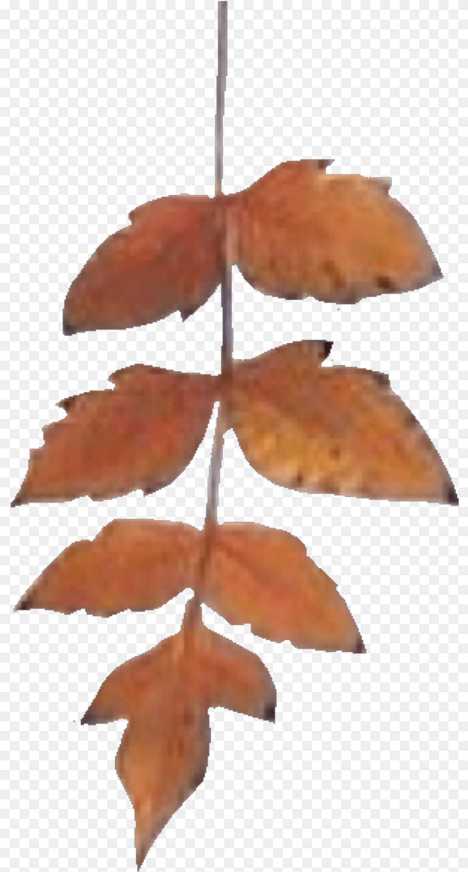 Maple Leaf, Plant, Tree, Person Png Image