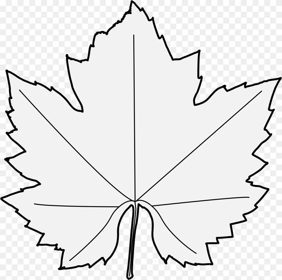 Maple Leaf, Maple Leaf, Plant, Tree, Person Free Png