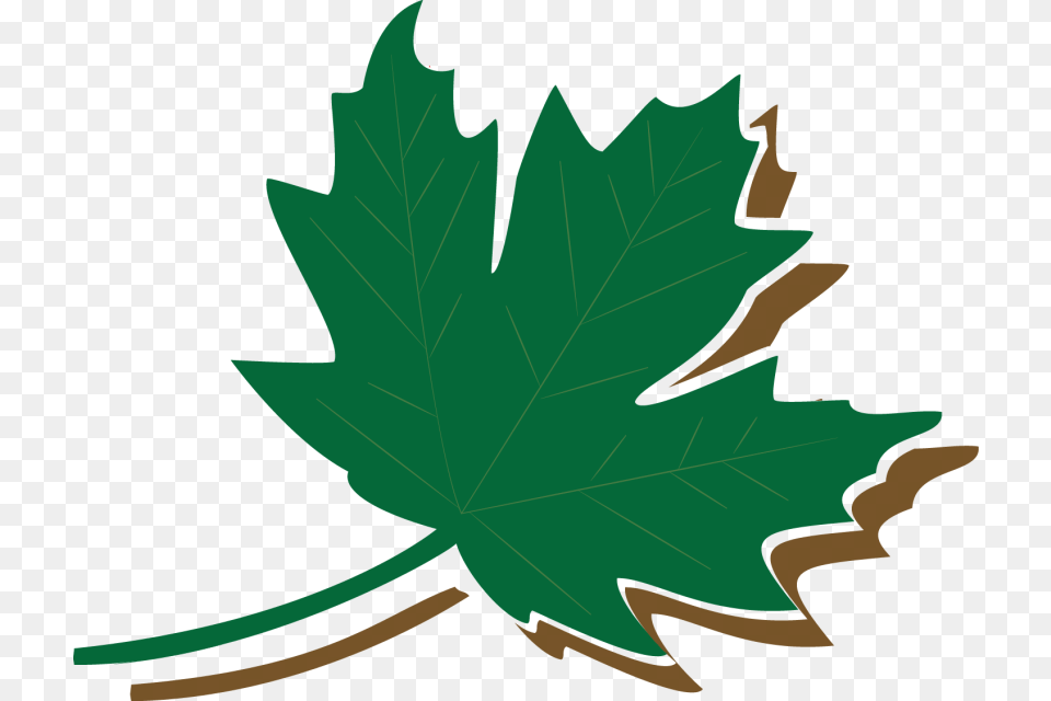 Maple Leaf, Maple Leaf, Plant, Tree, Person Png