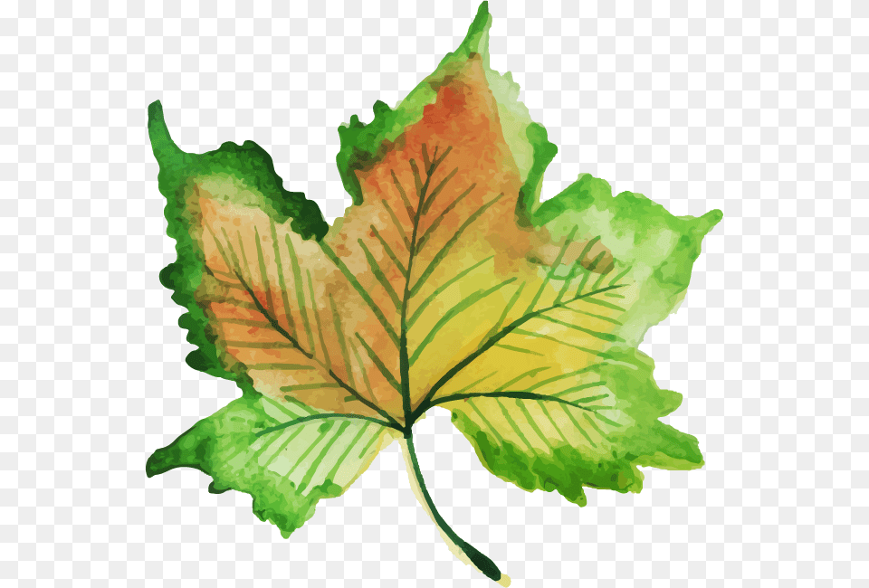 Maple Leaf, Plant, Tree, Maple Leaf, Oak Free Png Download