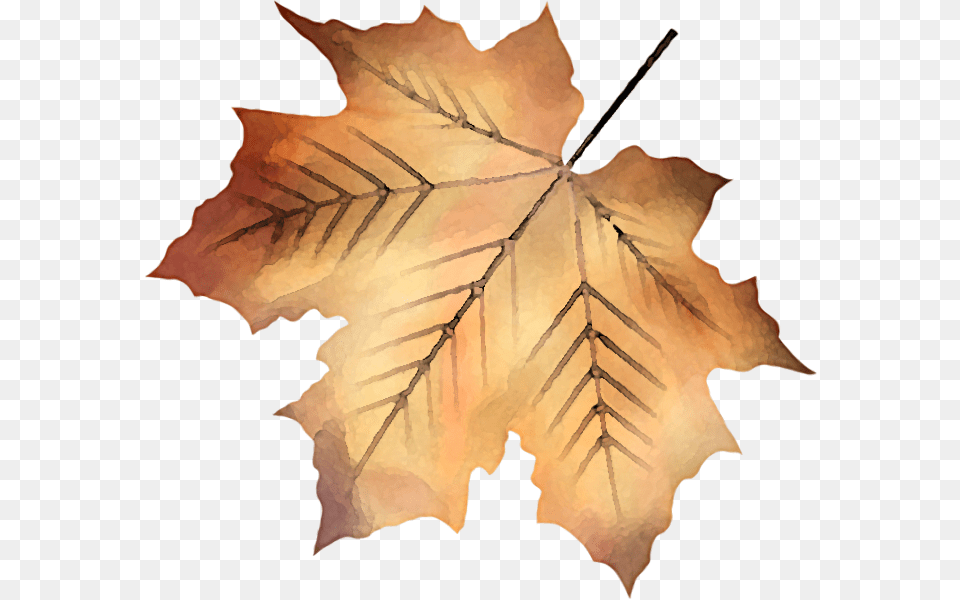 Maple Leaf, Plant, Tree, Maple Leaf, Person Png Image