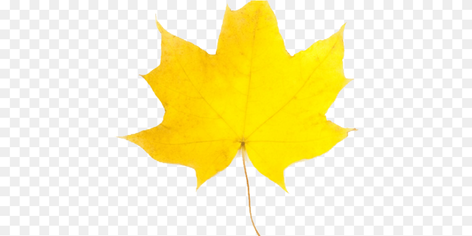 Maple Leaf, Maple Leaf, Plant, Tree, Person Png Image