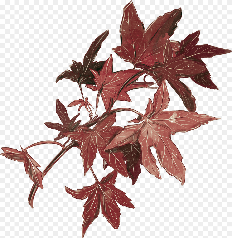 Maple Leaf, Plant, Tree, Maple Leaf Free Png