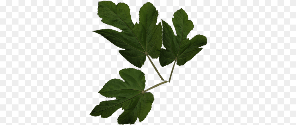 Maple Leaf, Plant, Tree Png Image