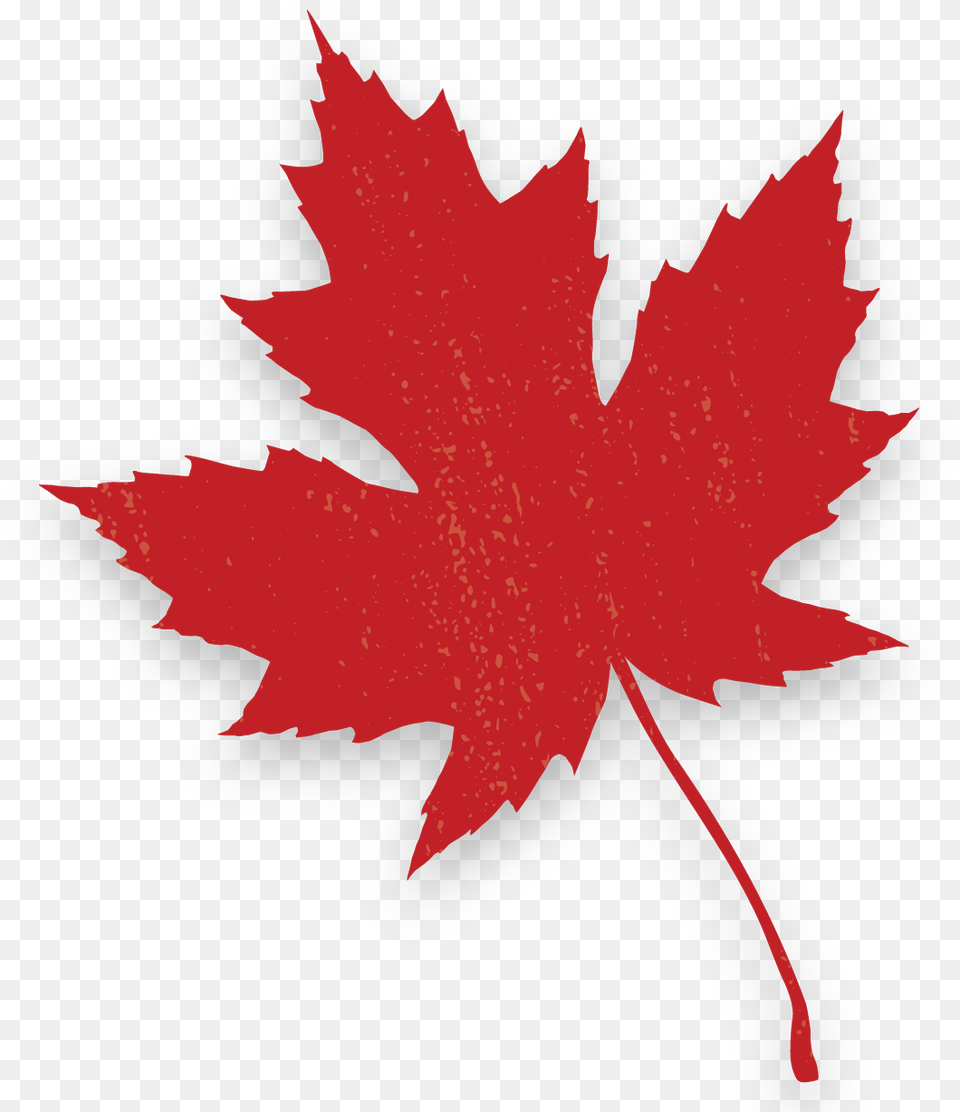 Maple Leaf, Maple Leaf, Plant, Tree, Person Png Image