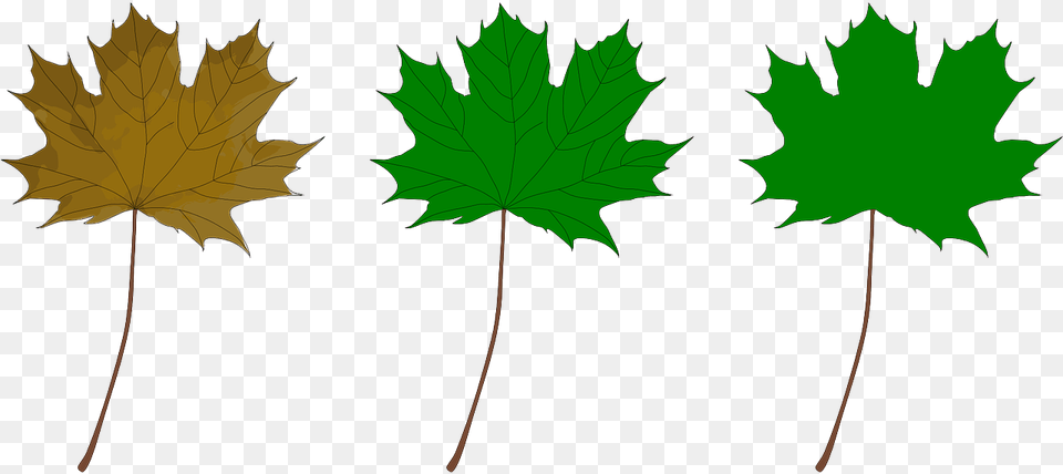 Maple Leaf, Plant, Tree, Maple Leaf Free Png