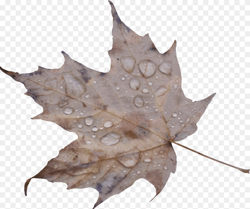 Maple Leaf, Plant, Tree, Maple Leaf, Person Png