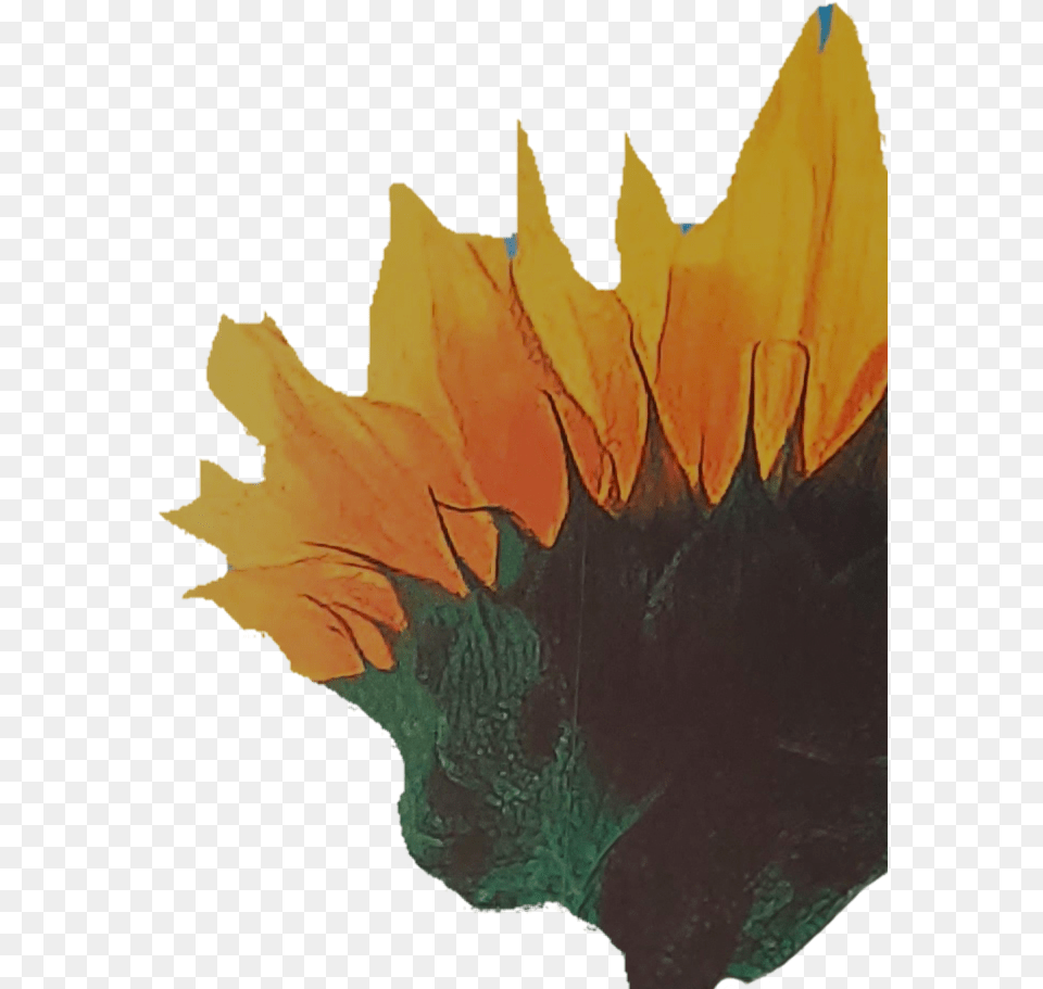 Maple Leaf, Flower, Plant, Sunflower, Person Free Png Download